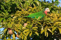 Cuban Amazon